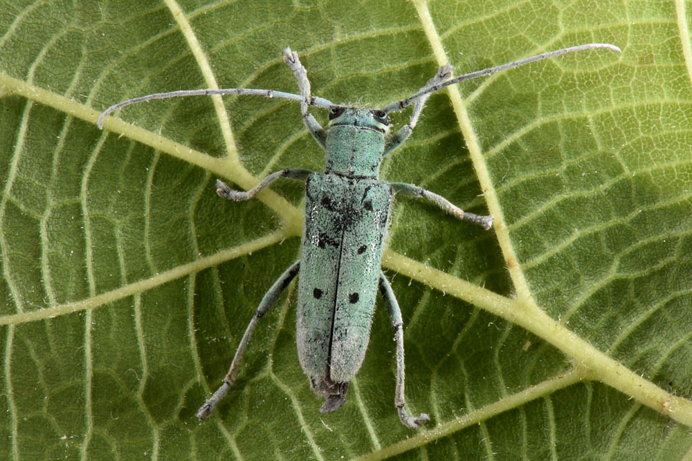 Cerambycidae: Saperda octopunctata e Saperda punctata